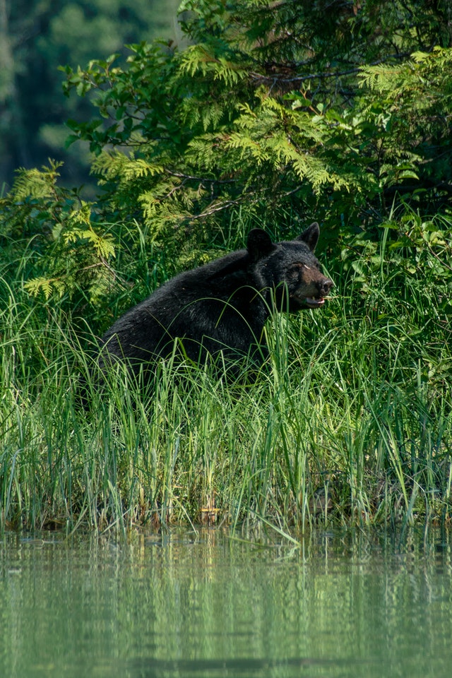American Black Bear  Missouri Department of Conservation
