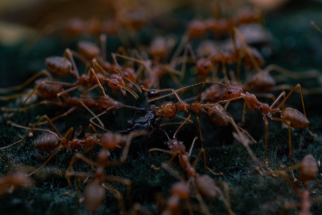 fire ants