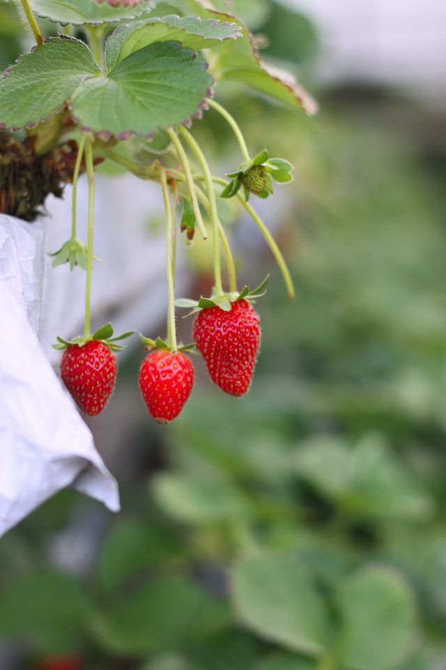 strawberries