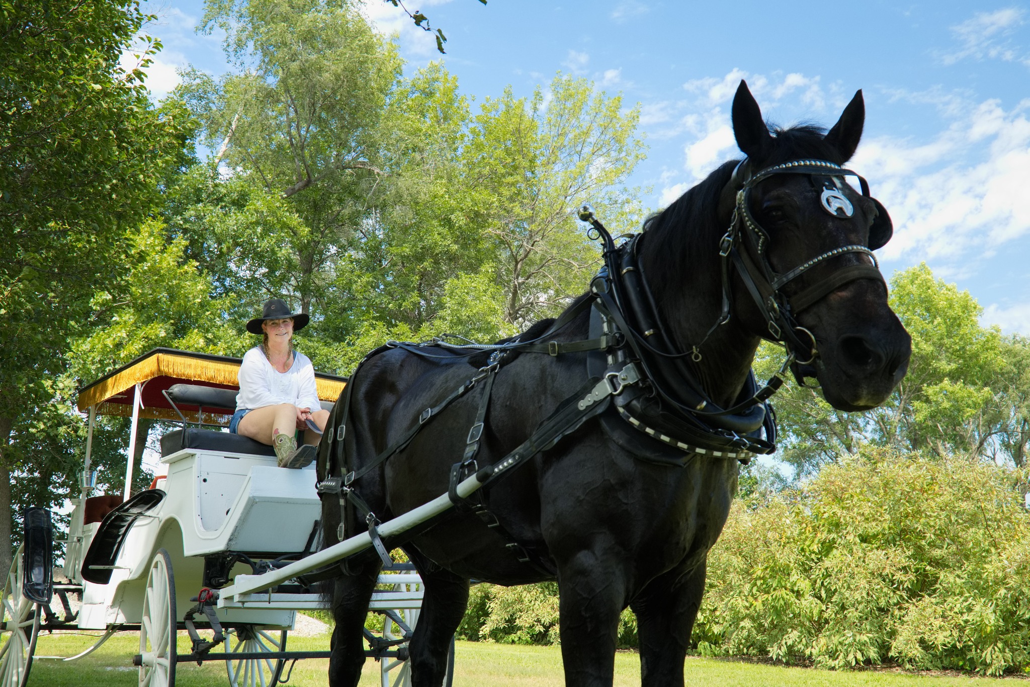 amish horsey