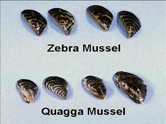zebra mussells
