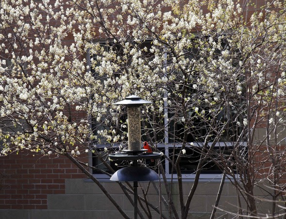 Callery pear tree