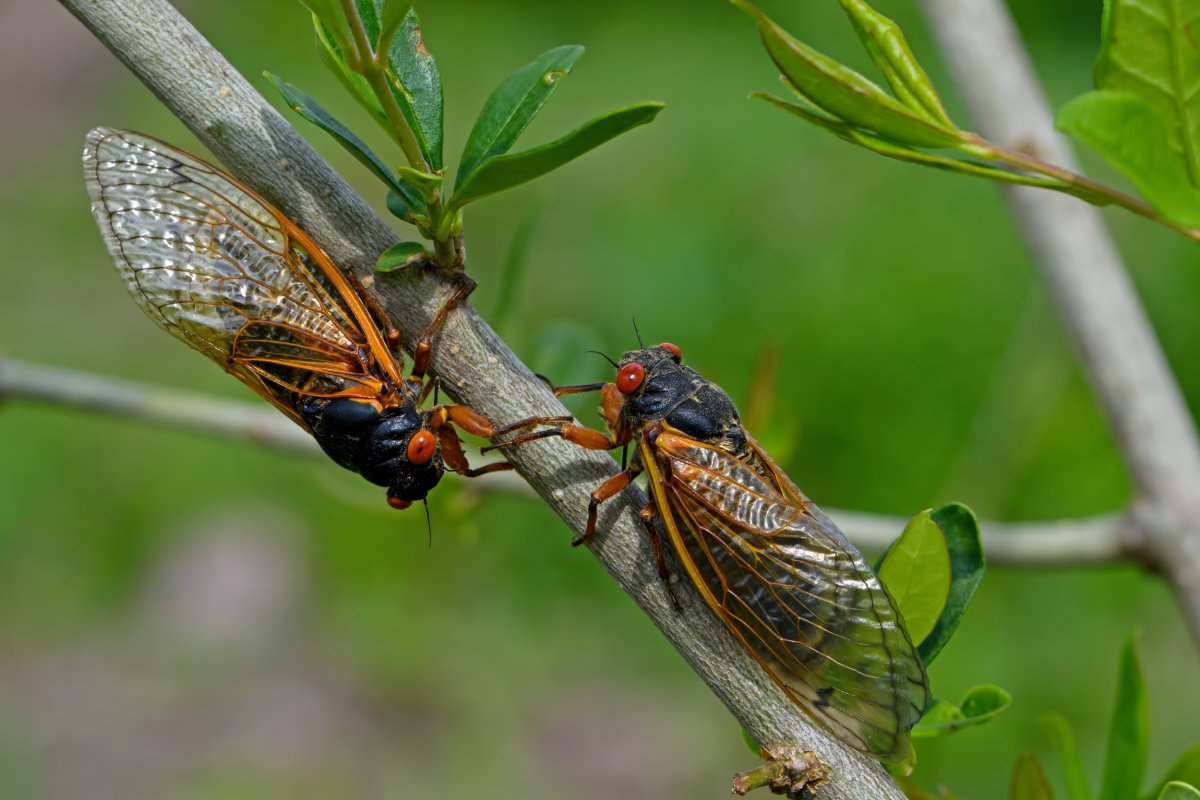 cicadas