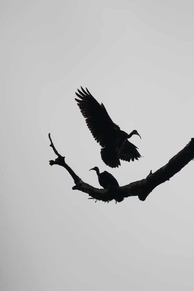 black vulture