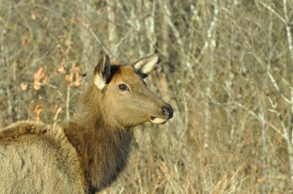 elk