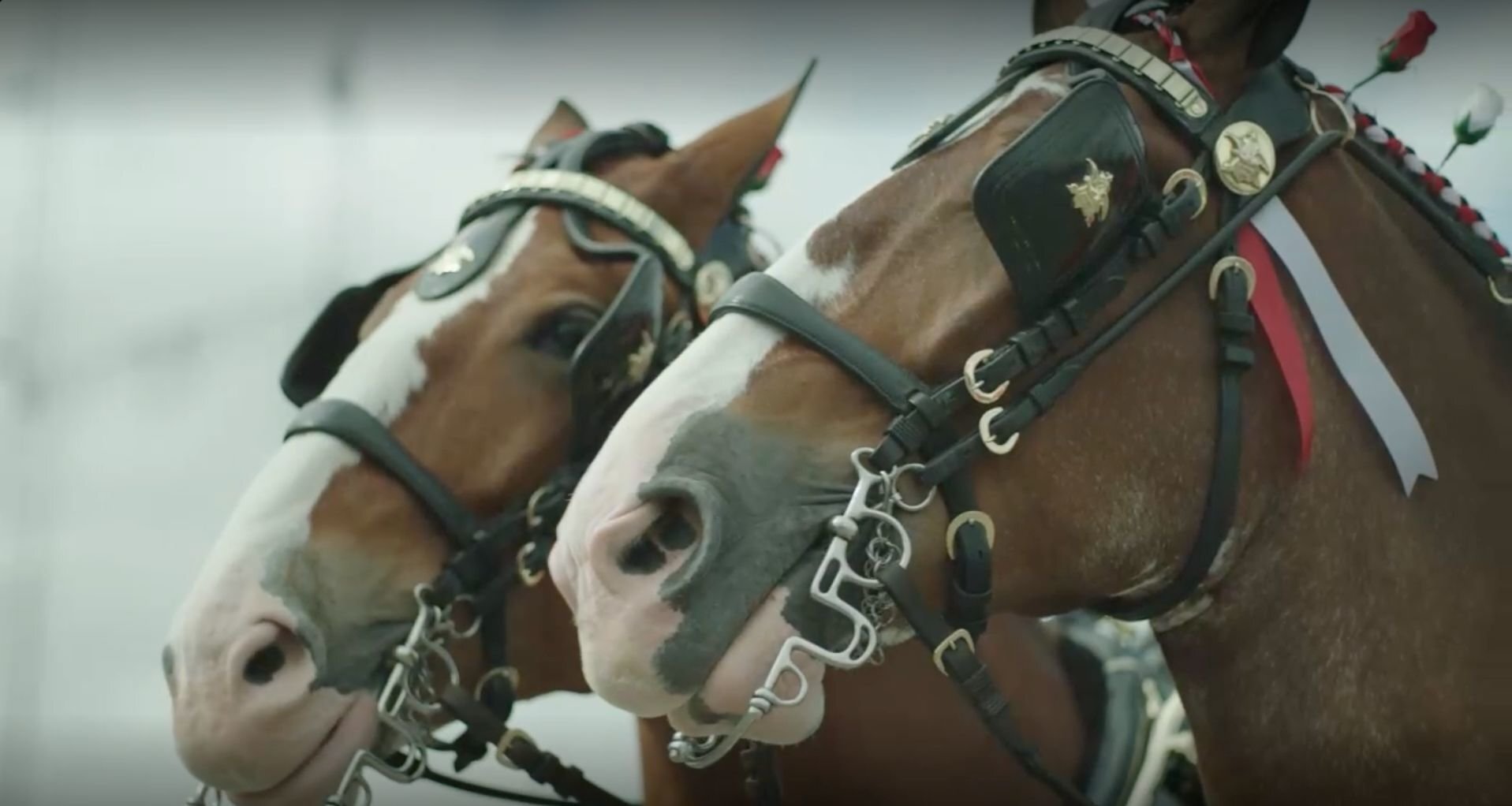 budweieser clydesdales