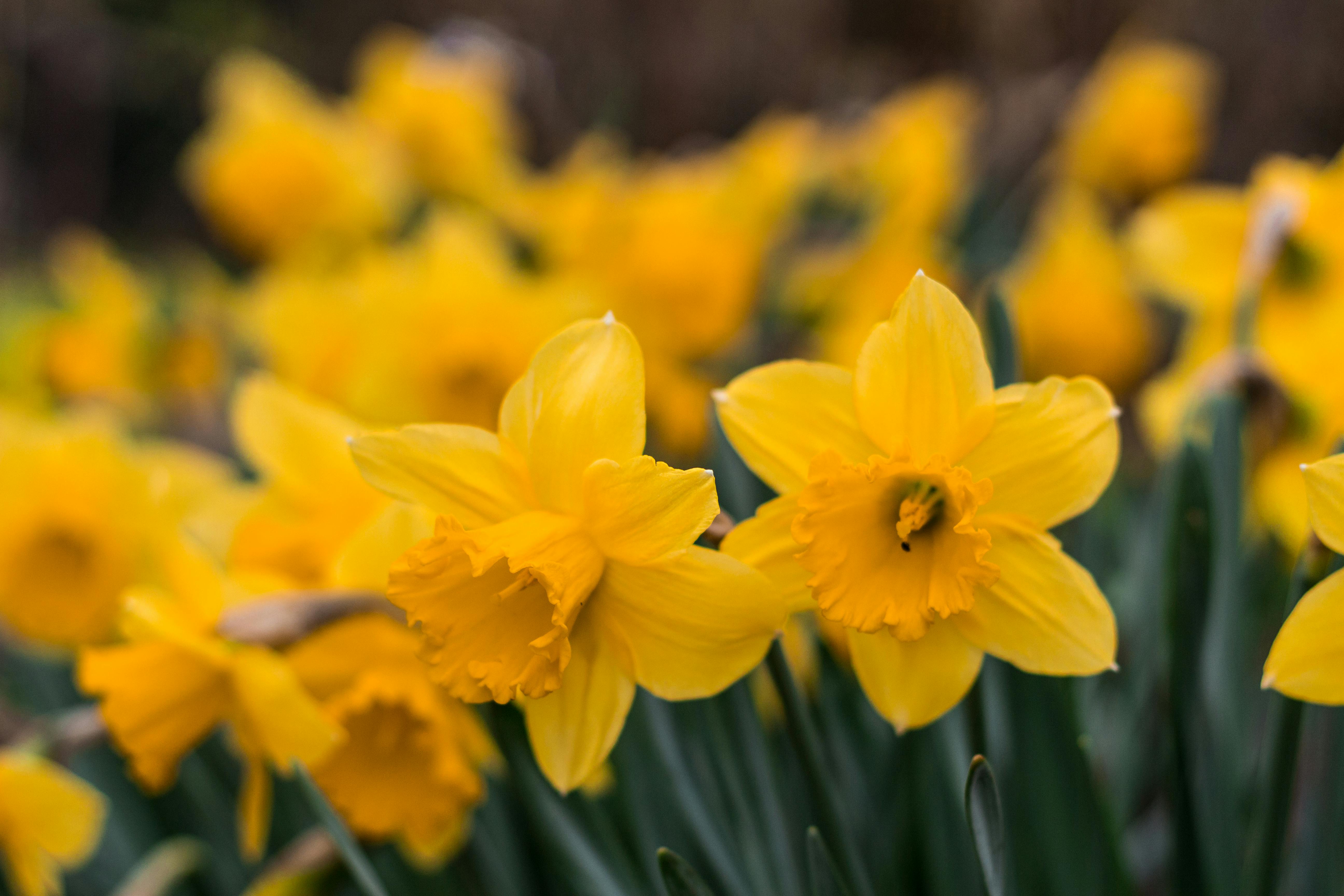 daffodils