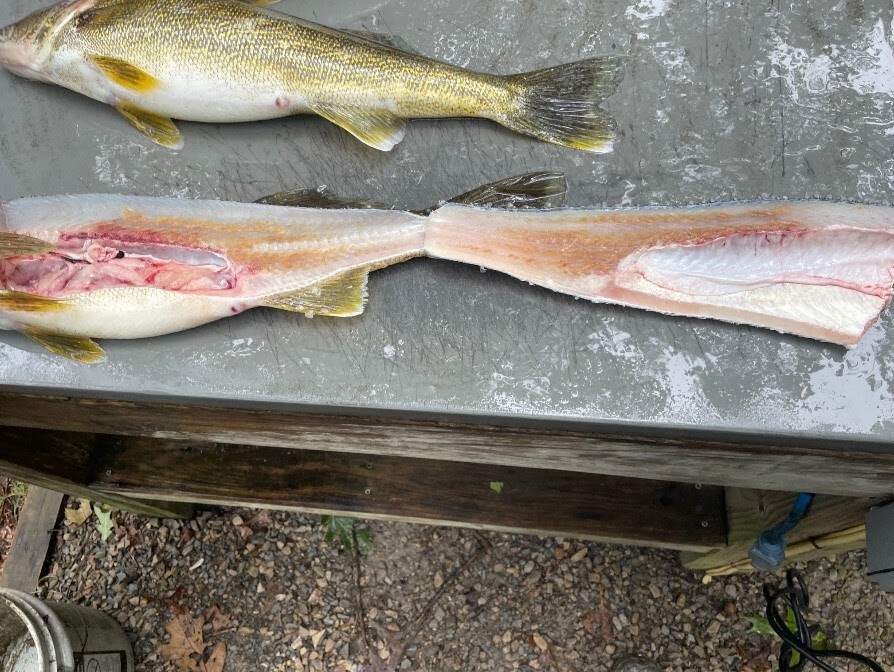 gross looking fish with sandy flesh disease