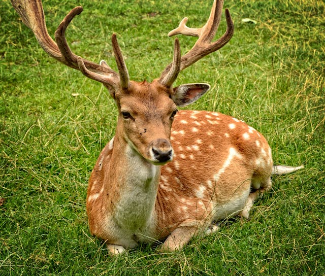 deer 