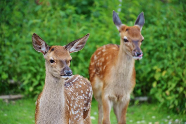 deers 