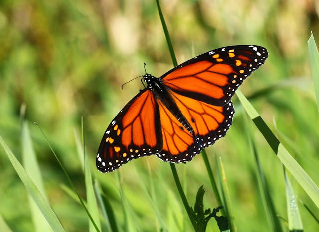 a monarch butterfly