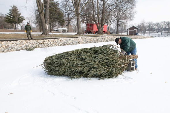 Christmas trees 