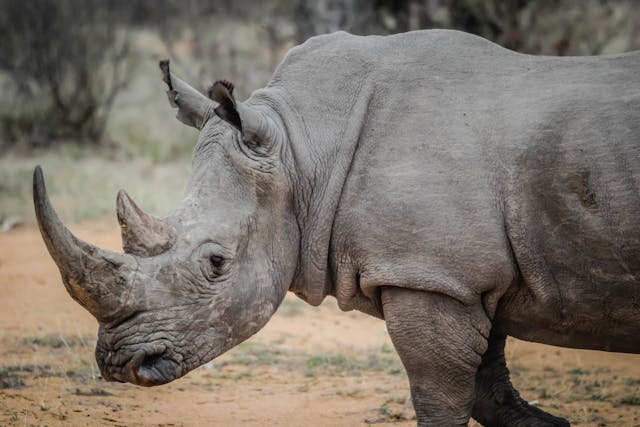 a rhino