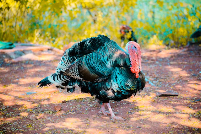 a turkey