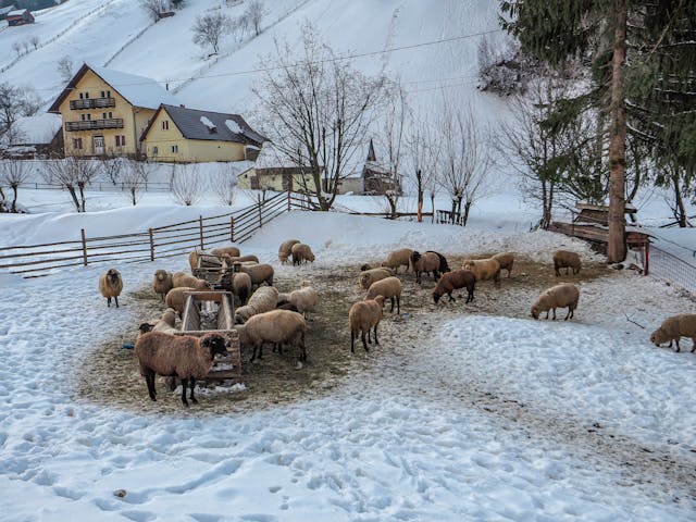 a winter farm 