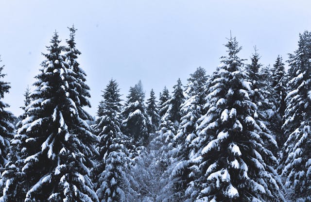 winter trees