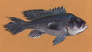 Black Bass