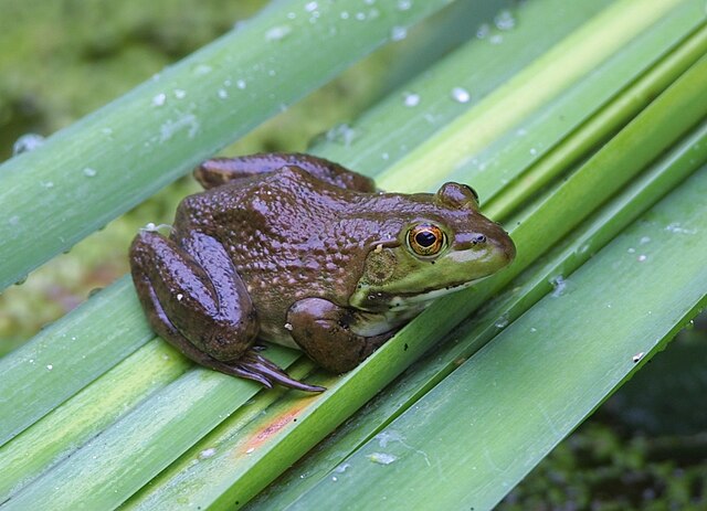 Healthy Bull frog at John Heinz National Wildlife Refuge in Philadelphia, Pennsylvania.