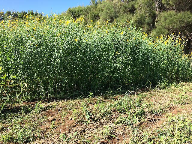 Cover crop 