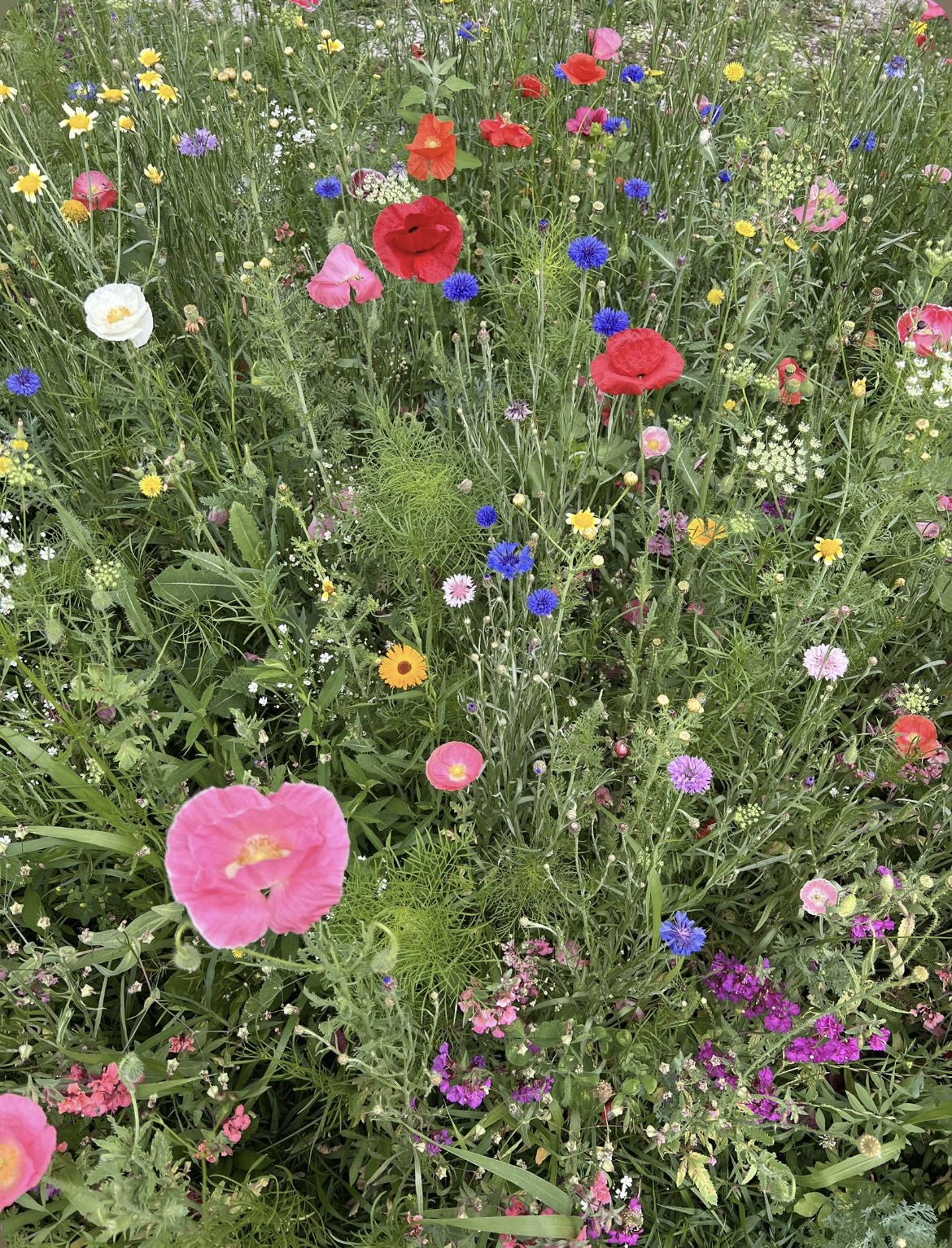 Wildflowers 