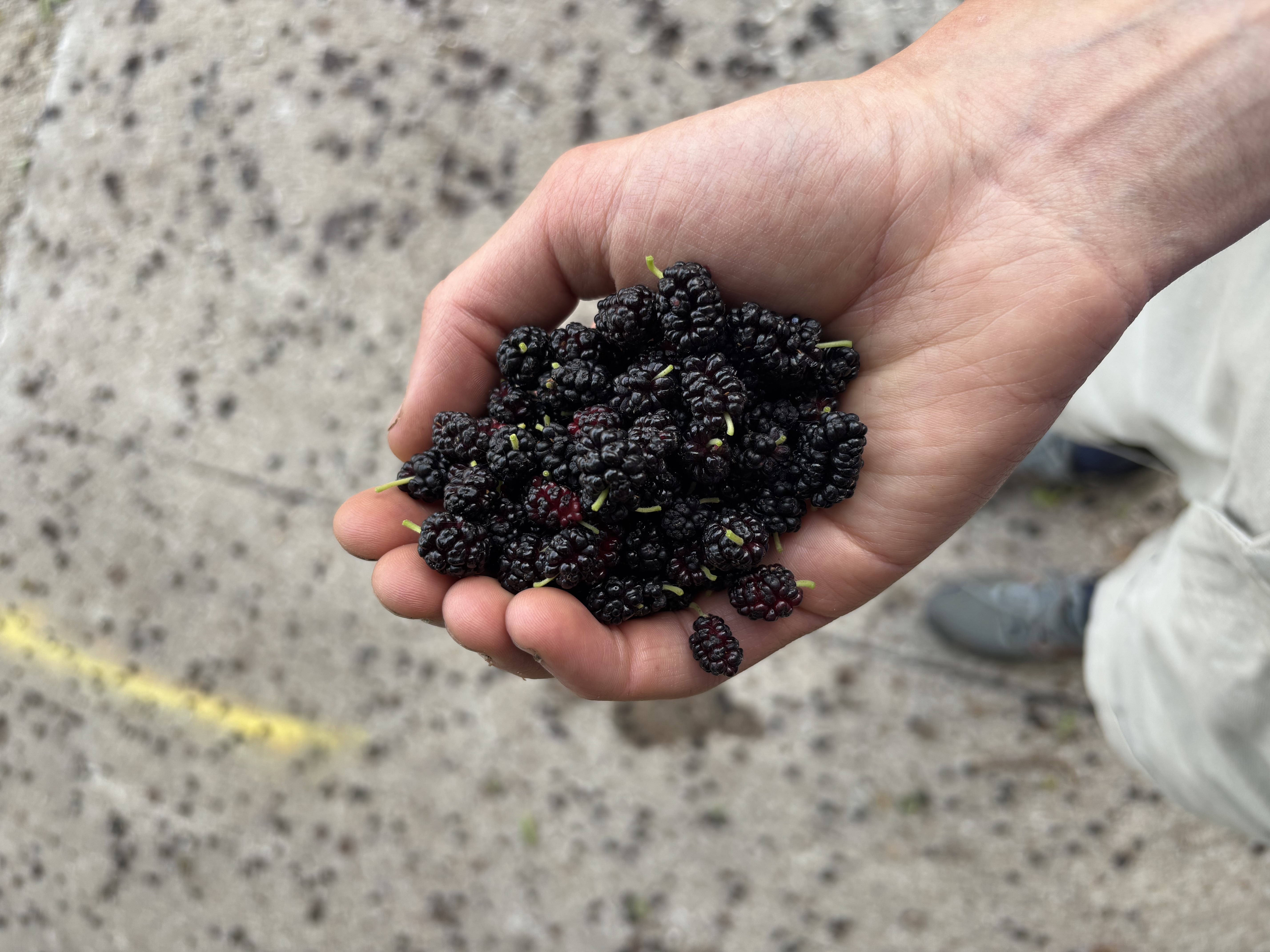 Handful of mulberries 